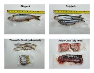 Skipjack fish in a sealed bag with a yellow measuring tape overhead, photographed for size.