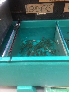 Tank with many small shiner fish labeled 'SHINERS' on a sign above; cords and equipment on the left side inside the tank.